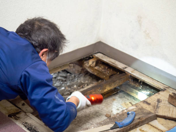 Best Office Mold Removal Services  in English Creek, NJ