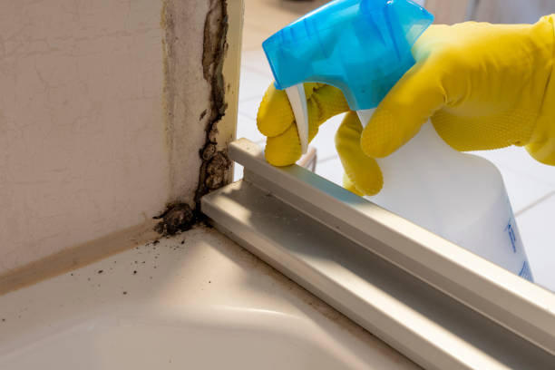 Best Local Mold Removal Service  in English Creek, NJ