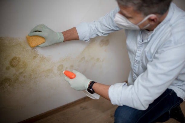 Best Mold Remediation  in English Creek, NJ