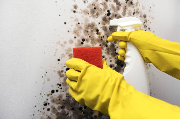 Best Emergency Mold Removal  in English Creek, NJ