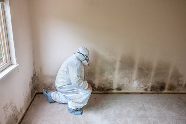 Best Certified Mold Removal  in English Creek, NJ