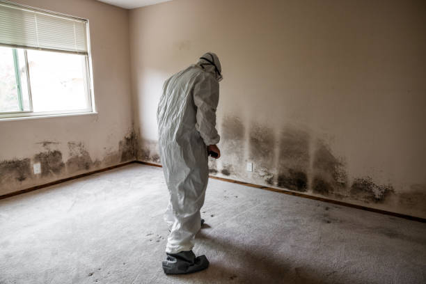 Mold Testing and Removal in English Creek, NJ